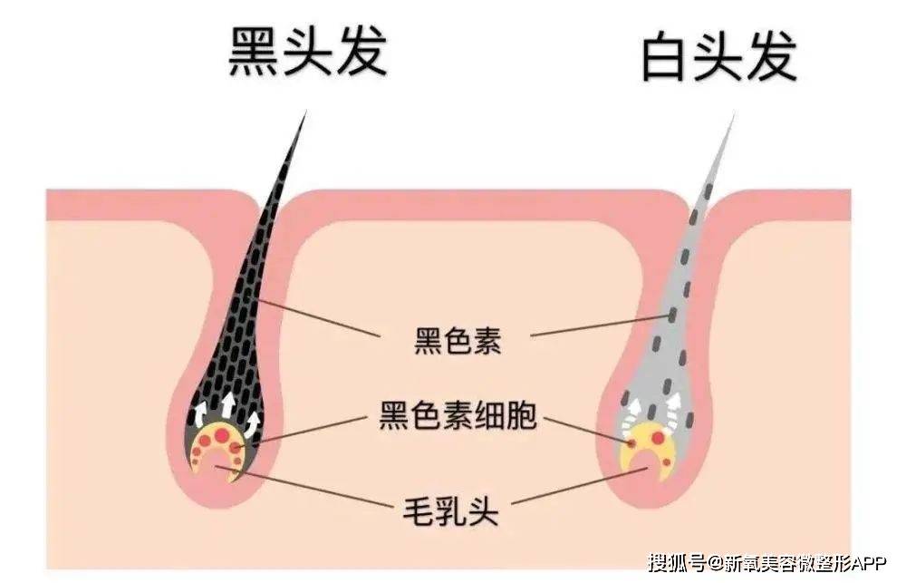 全新的饮品赛道，大大降低饮品店成本，智能健康萃饮五季彩茶